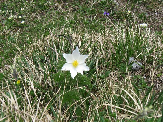 vor 2 Wochen lag hier noch Schnee..........