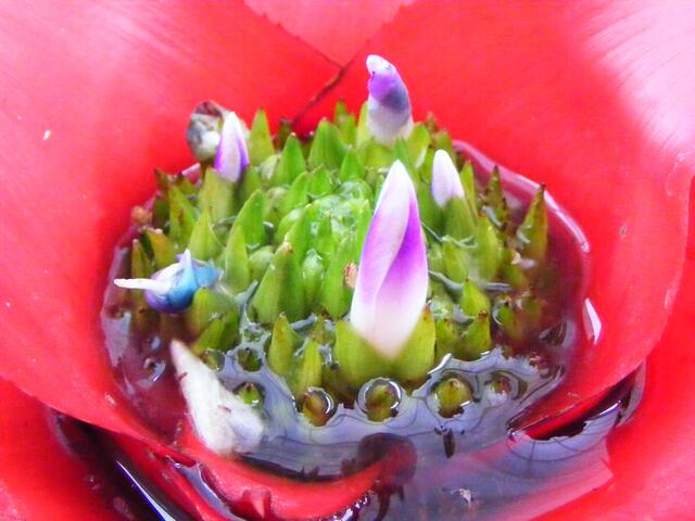 makro-abenteurland in succulente
