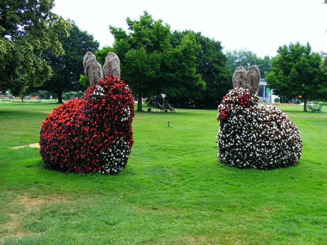 blumenkaninchen - eine riesenrasse
