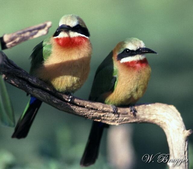 Bienenfresser  /  bee eater