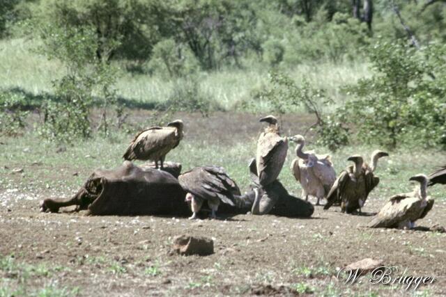 Die Geier sind schon am Verwerten