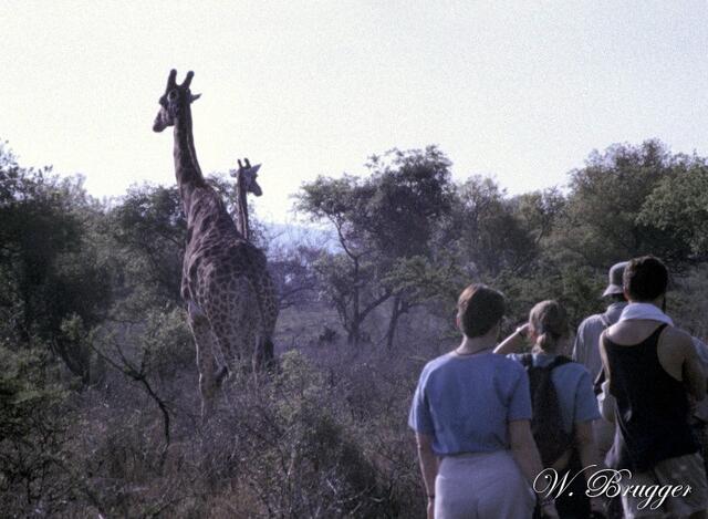 dicht dran - und das auch noch zu Fuß!