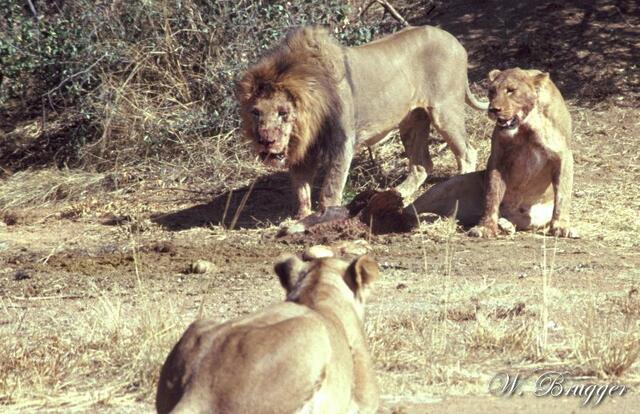 der Löwe ist los ...