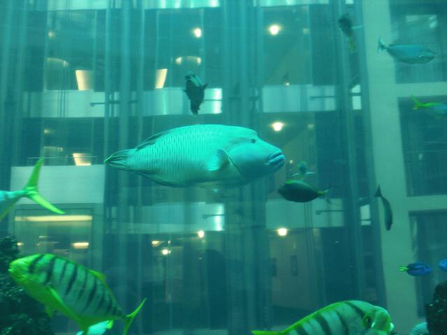 Durch exotische Fischschwärme führt ein gläserner Aufzugschacht mitten durch das Aquarium.
