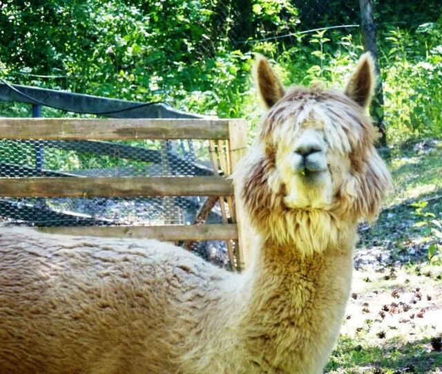 Noch so ein "Beatle" ;-)