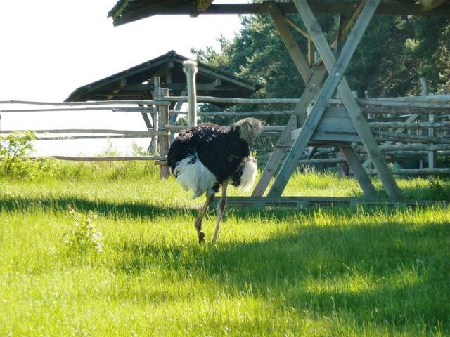 Da wollte er nicht mehr - habe ihn wohl nicht genug beachtet!