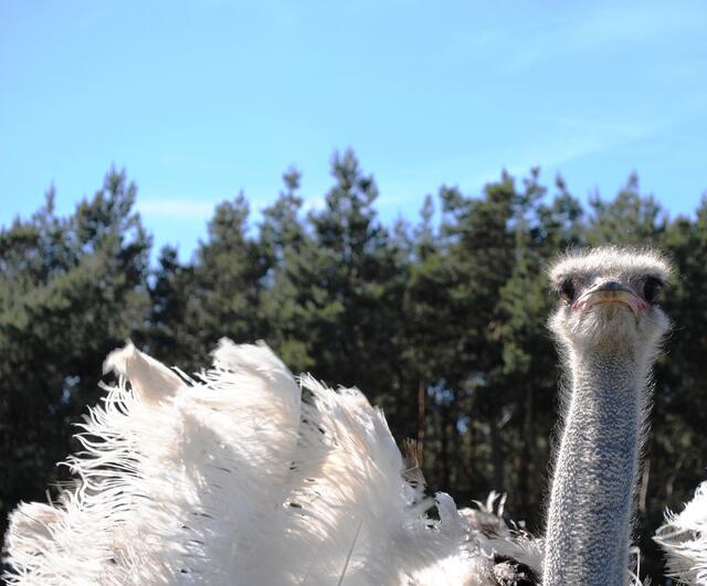 DAS ist der "verrückte" Strauss!