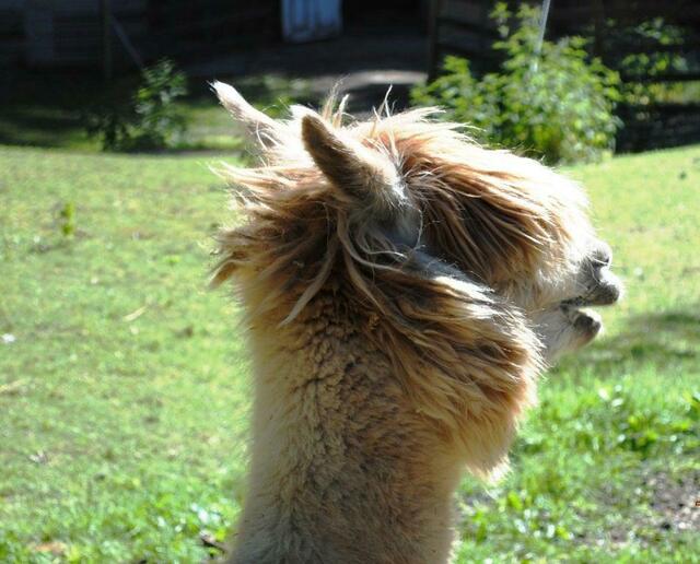 Was will ES mir sagen?