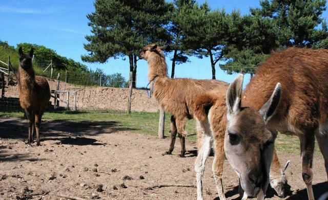 Neugierig sind sie alle...