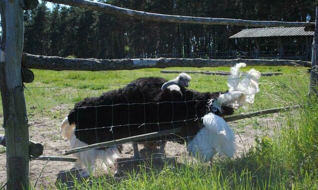 ... der mit dem wahnsinnigen Tanz!