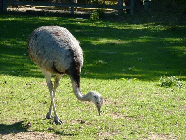 Nandu (das weiß ich noch ;-)