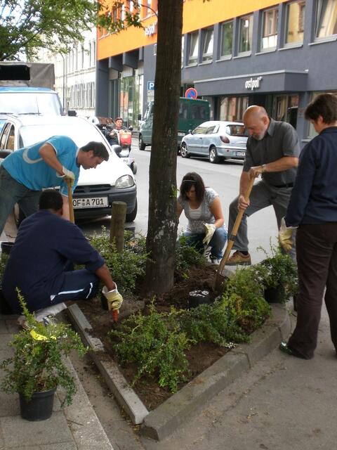 Engagement im Team: Bepflanzung der Baumscheiben  in Offenbachs östlicher Innenstadt.