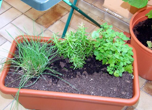 Ein Kräutergarten muß sein ...