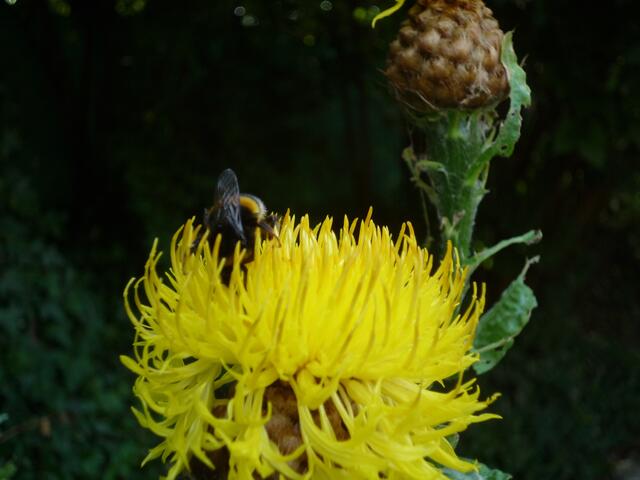 besuch ist auch schon da ...