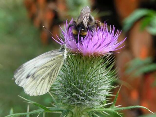 Schmetterling und Hummel beim " Distel-Date "