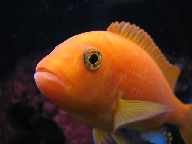 Metriaclima estherae | Foto: calwhiz, Flickr