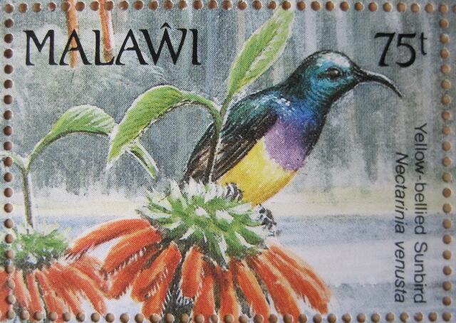 Yellow-bellied sunbird: Sondermarke Malawi