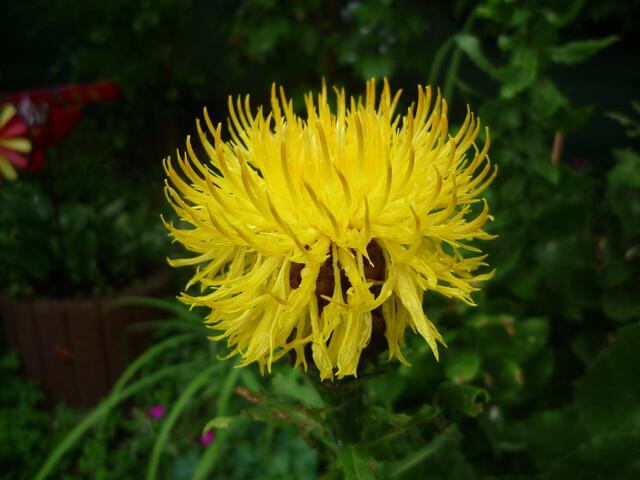 tannenzapfenblume