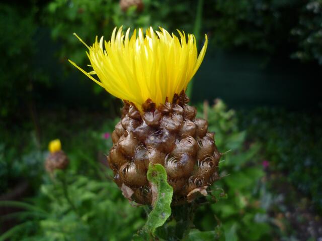 tannenzapfenblume