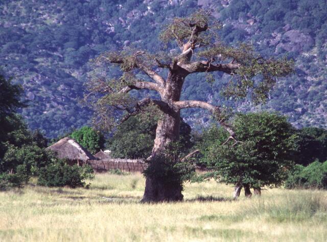 Ein Baobab-Baum