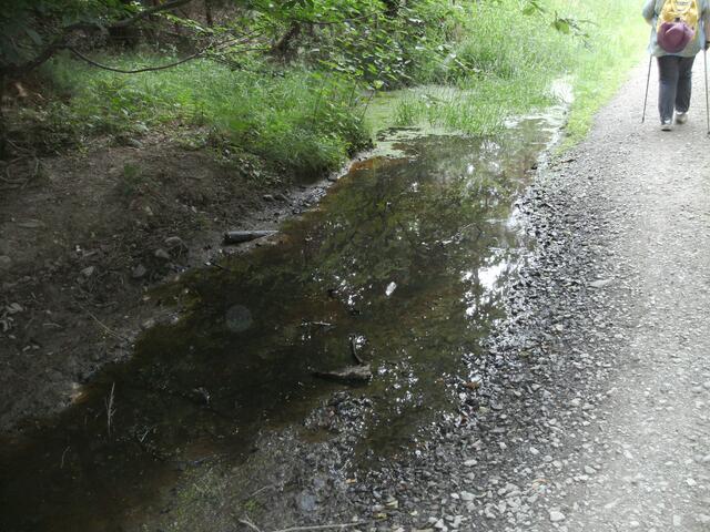 Trotz der Trockenheit - im Wald gab es noch feuchte Stellen