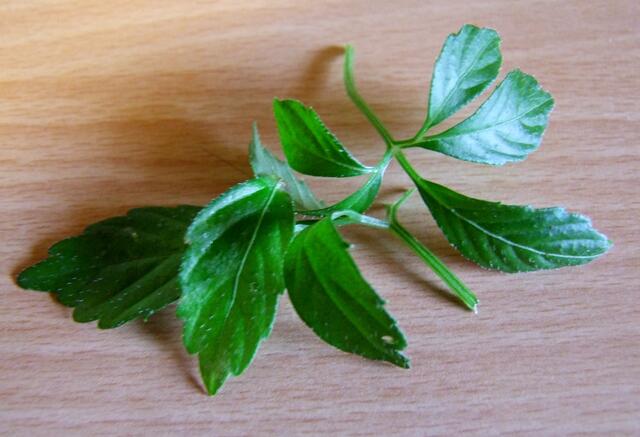 Inhaltsreiche Blätter ...