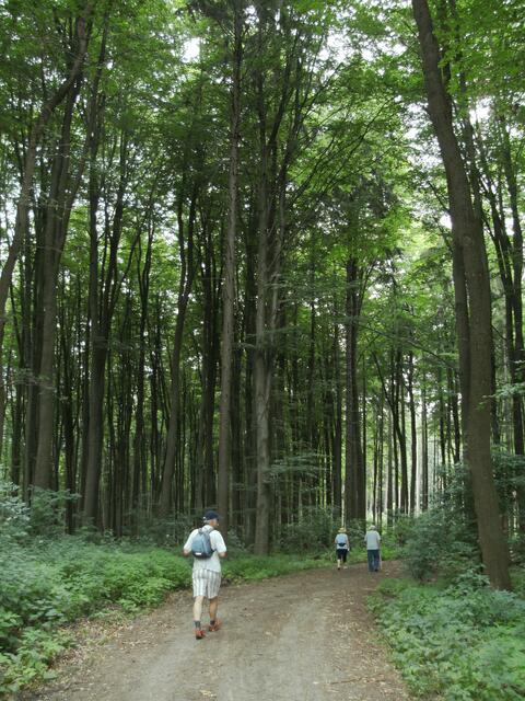 Im kühlen Wald