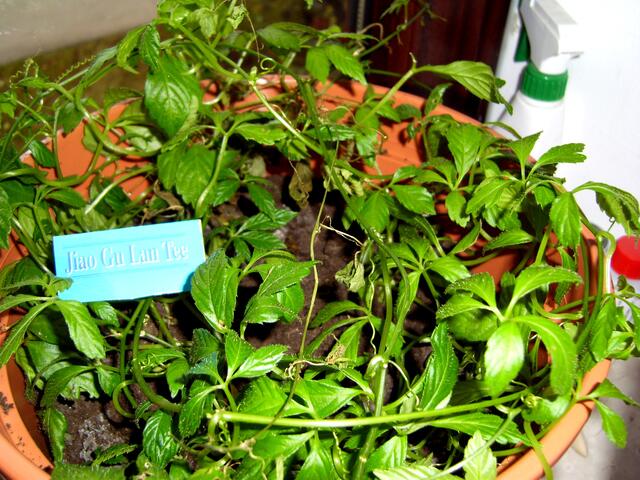 So hat es begonnen ...