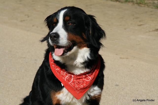 Du bist mein Gefährte!