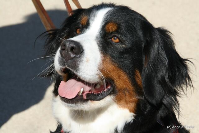 Ich beschütze Dich!