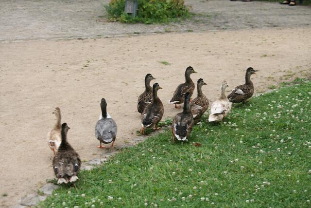 Hilfe...! Enten watscheln drauf los.