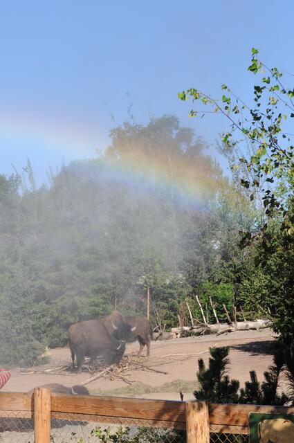 Wunder schöner Regenbogen bei den Bisons