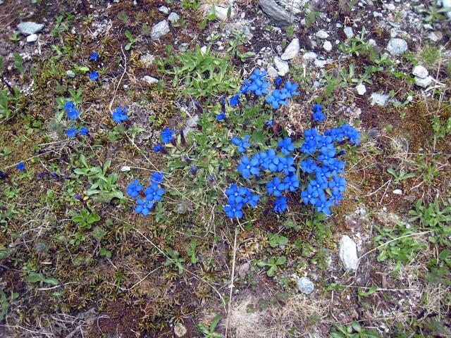 Allein die Bergflora ist von einer Vielfalt, dass man sich nicht satt sehen kann, Orchideen, Alpenrose, Bergenzian, Edelweiß…