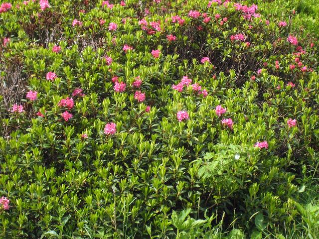Alpenrose