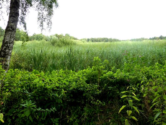 Hinter dem breiten Schilfgürtel liegt der See.