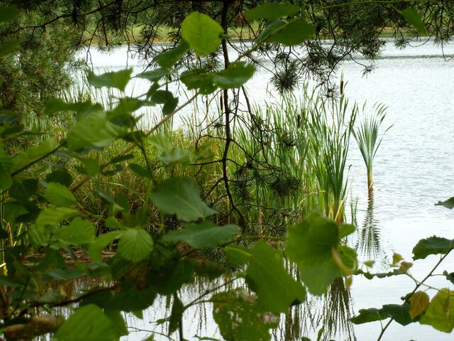 Die Pflanzen können sich wieder im Wasser spiegeln.