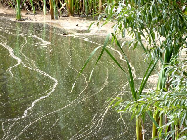 Im Wassereinleitungsbereich: Sieht toll aus, aber es sind faulig riechende Ablagerungen auf dem Wasser.