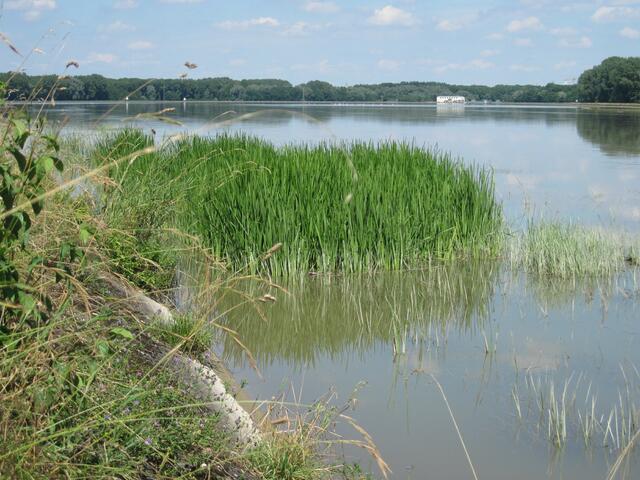 Donau bei Gundelfingen