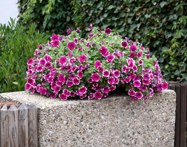 Blumen verschönern die Seite eines Gehweges