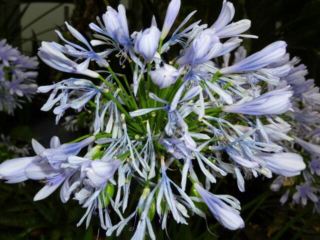 Blüte von . . .