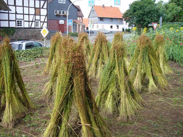 Flachs Hichel