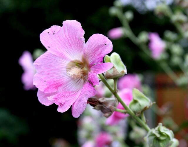 Blick in einen Garten