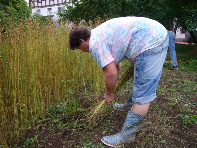 Flachs rupfen