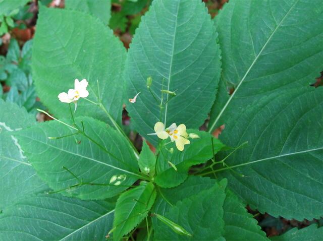 Kleines Springkraut (Impatiens parviflora)