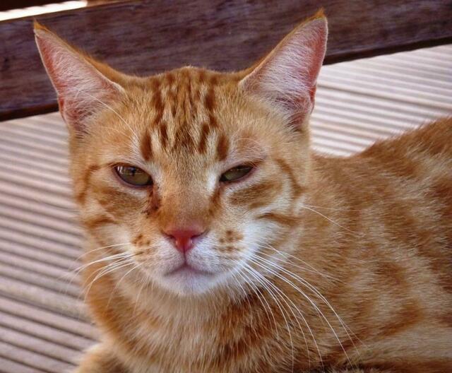 Jago nimmt es gelassen!