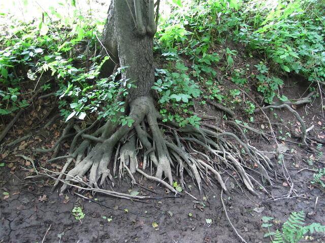 Die Baumwurzeln müssen aus dem letzten Schlamm das Wasser saugen