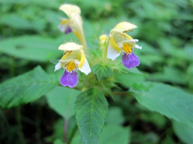 Bunter Hohlzahn (Galeopsis speciosa) - noch ein Dank an Günther!!!