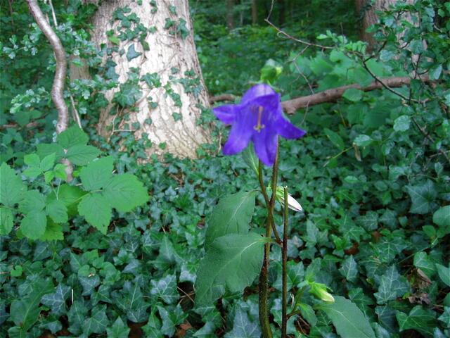 Glockenblume (Campanula)