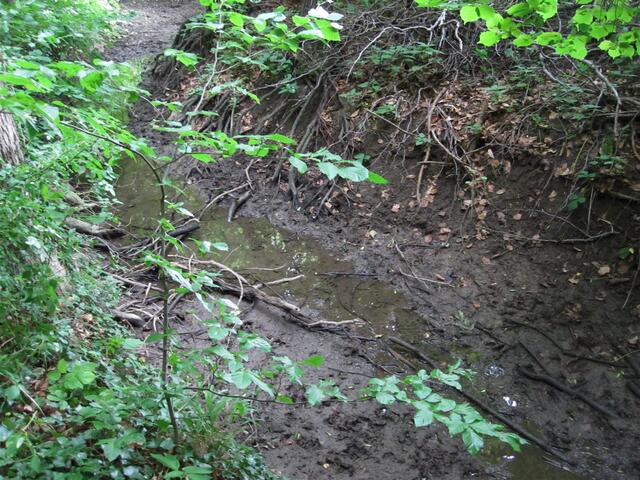Eine Regenpfütze im Bachlauf