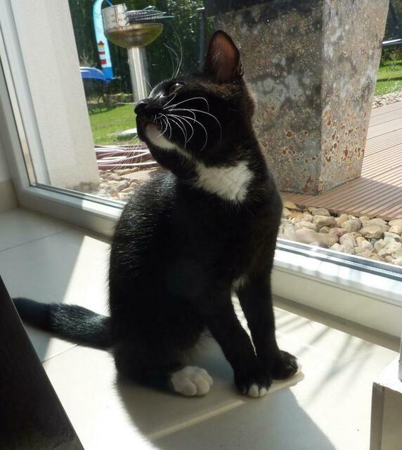 "Wo ist die nächste Fliege?"